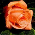 comment