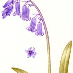 comment