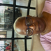 comment