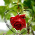 comment