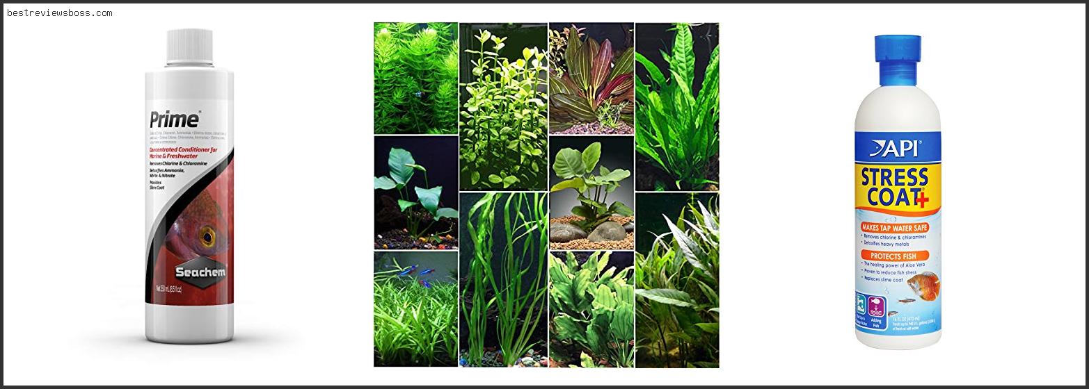 Top 7 Best Aggressive Freshwater Aquarium Fish For 2022