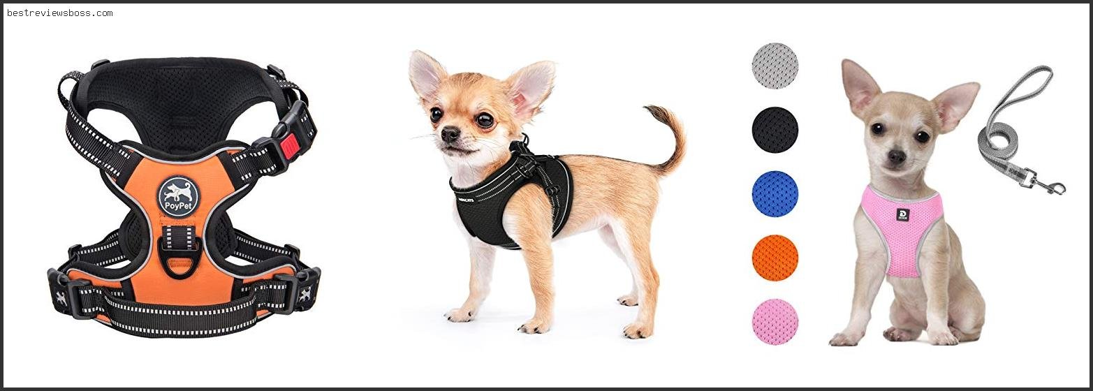 Top 7 Best Chihuahua Harness For 2022