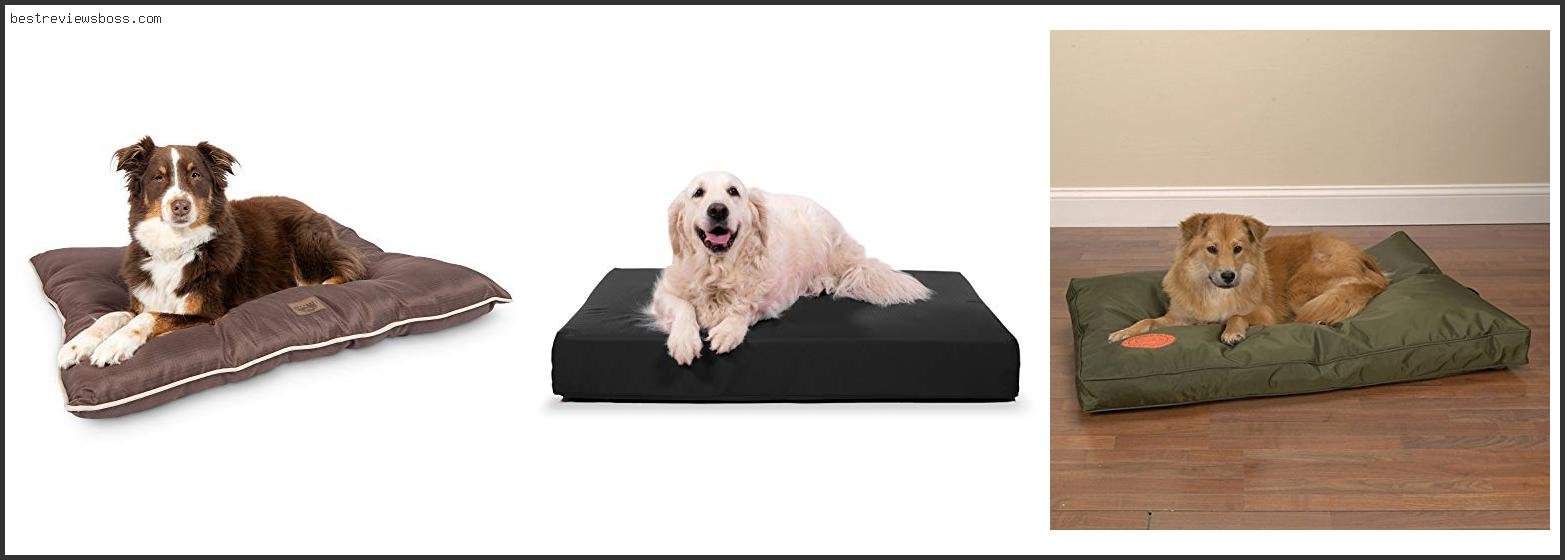 Top 7 Best Chew Resistant Dog Bed For 2022